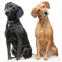 Картинка A-002