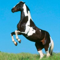 Картинка A-005