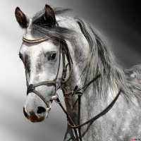 Картинка A-007