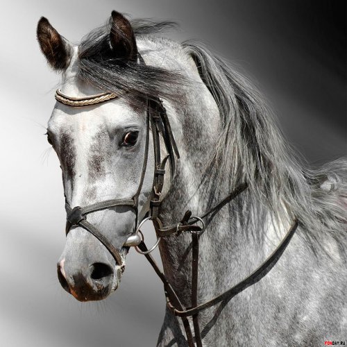 Картинка A-007