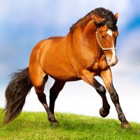 Картинка A-010