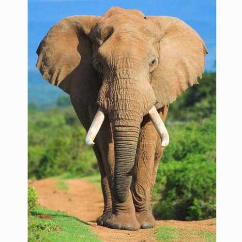 Картинка A-011