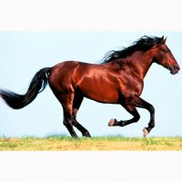 Картинка A-014