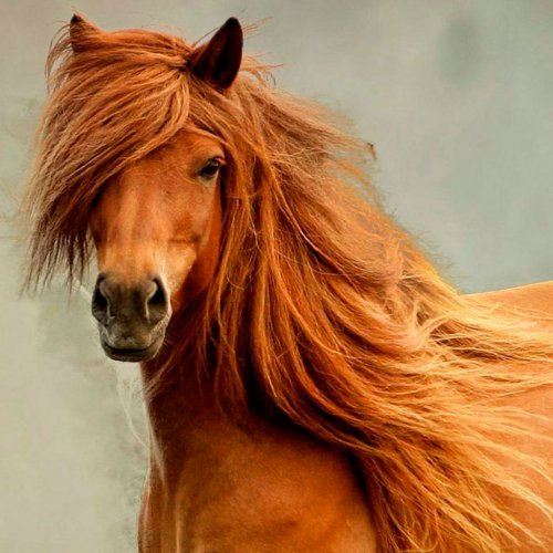 Картинка A-016