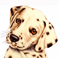 Picture on water-soluble paper A-025