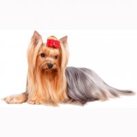 Картинка A-043