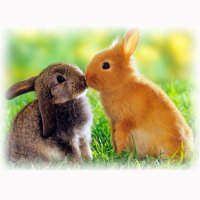 Картинка A-082