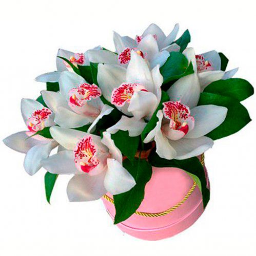 Картинка Cv-001