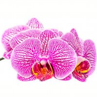 Картинка Cv-046