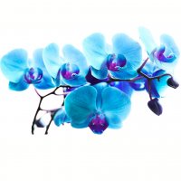 Картинка Cv-047