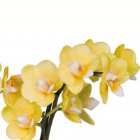 Картинка Cv-048