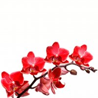 Картинка Cv-049