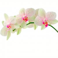 Картинка Cv-050