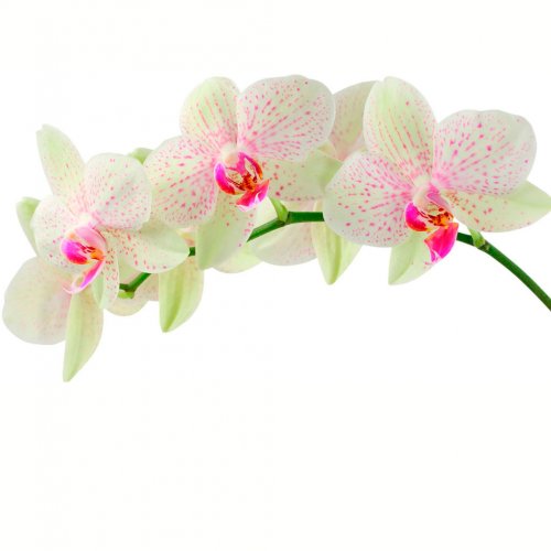 Картинка Cv-050