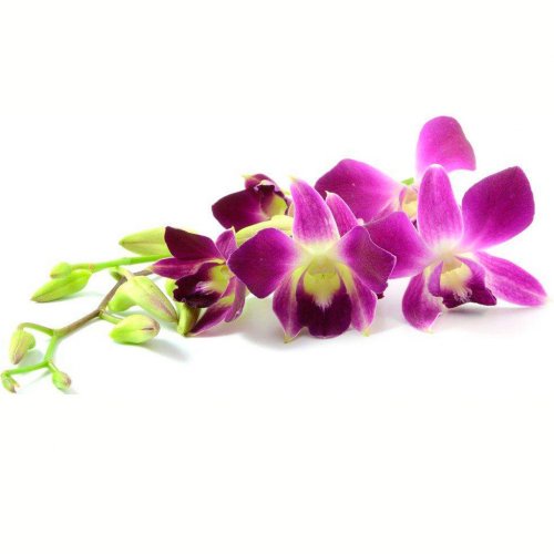 Picture on water-soluble paper Cv-051