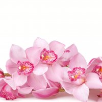 Картинка Cv-052