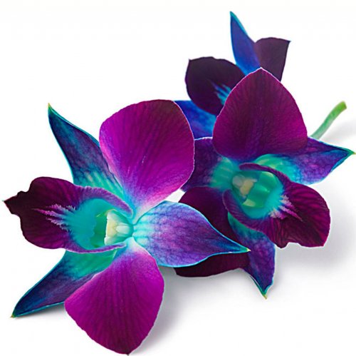 Картинка Cv-053