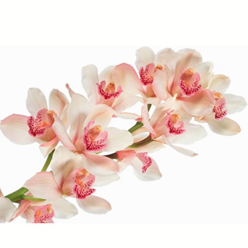 Картинка Cv-054