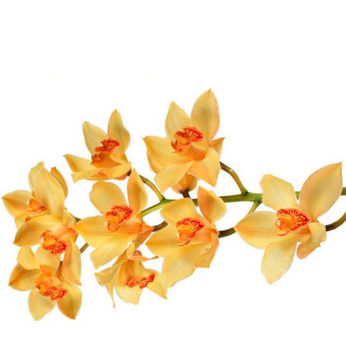 Картинка Cv-055