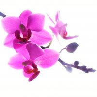 Картинка Cv-056