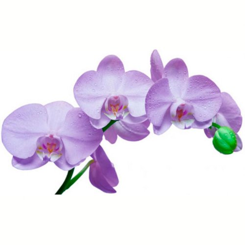 Picture on water-soluble paper Cv-058