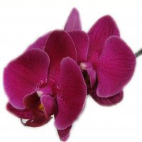 Картинка Cv-059