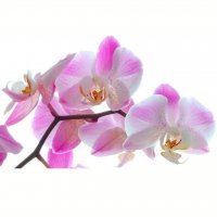 Картинка Cv-061