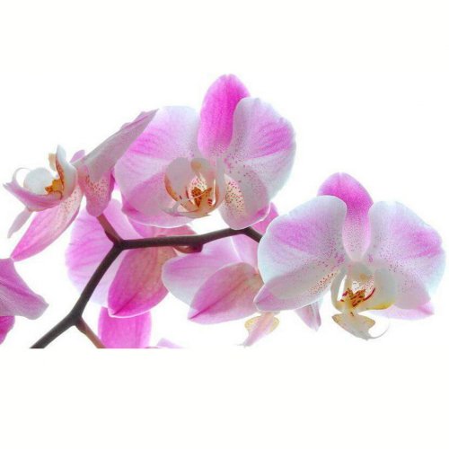 Картинка Cv-061