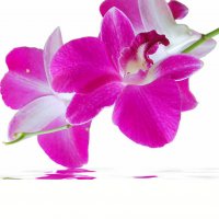 Картинка Cv-062