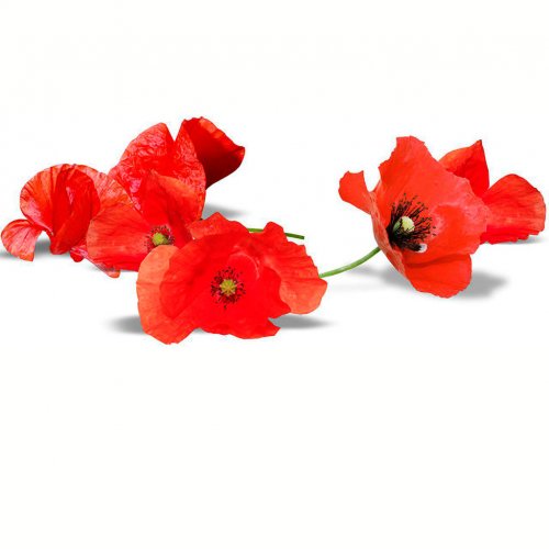 Picture on water-soluble paper Cv-065