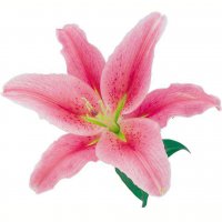 Картинка Cv-066