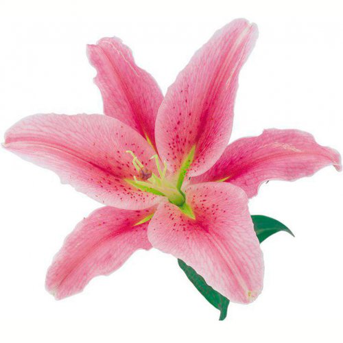 Картинка Cv-066