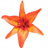 Картинка Cv-067