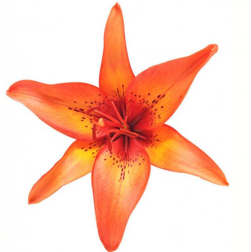 Картинка Cv-067