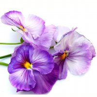 Картинка Cv-073