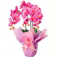 Картинка Cv-074