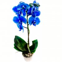 Картинка Cv-077