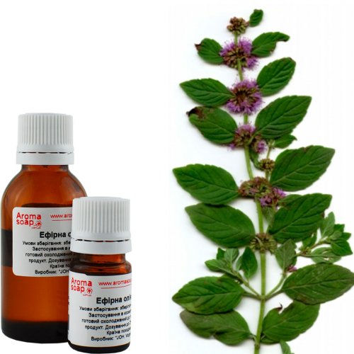 Peppermint essential oil India