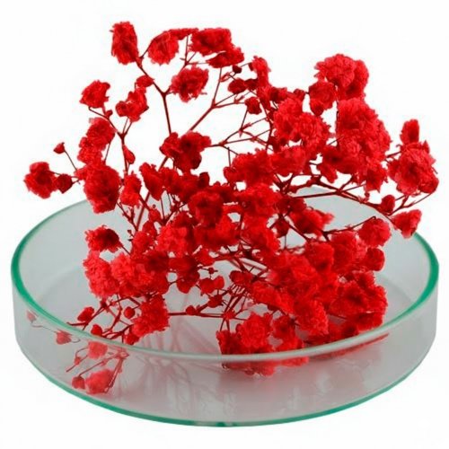 Гипсофила стабилизированная красная 1 г