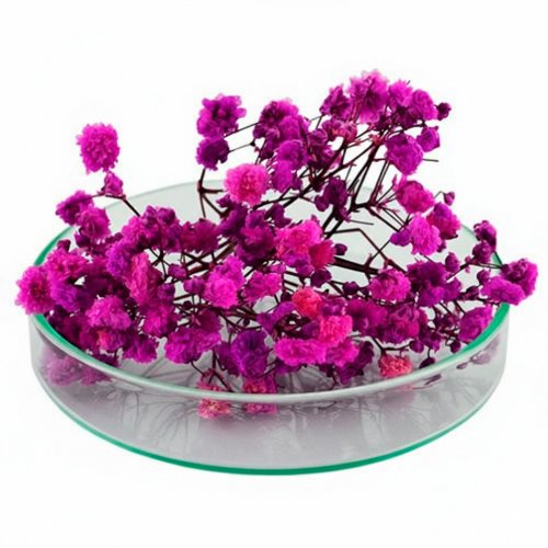 Гипсофила стабилизированная фиолетовая 1 г