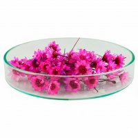 Гликсия сиреневая стабилизированная 1 г