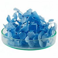 Stabilized blue hydrangea 500 mg