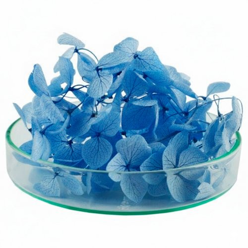 Гортензия стабилизированная голубая 500 мг