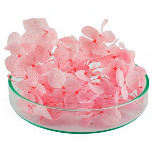 Гортензия стабилизированная розовая 500 мг