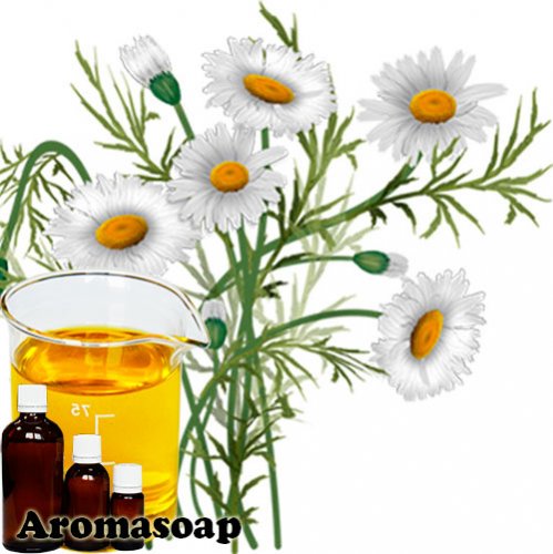 Chamomile cosmetic oil (oil extract)