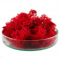 Moss stabilized Red 10 g
