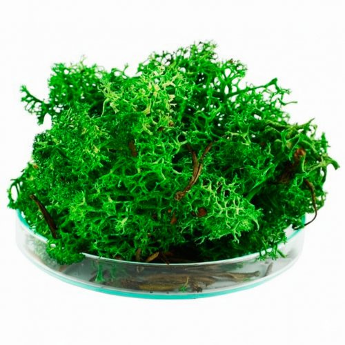 Мох стабілізований темно-зелений 10 г