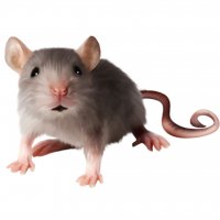 Картинка Mult-205