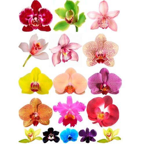 Set of Orchid Flower Picture on water-soluble paper