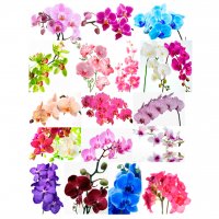 Набор картинок Орхидеи на ветке